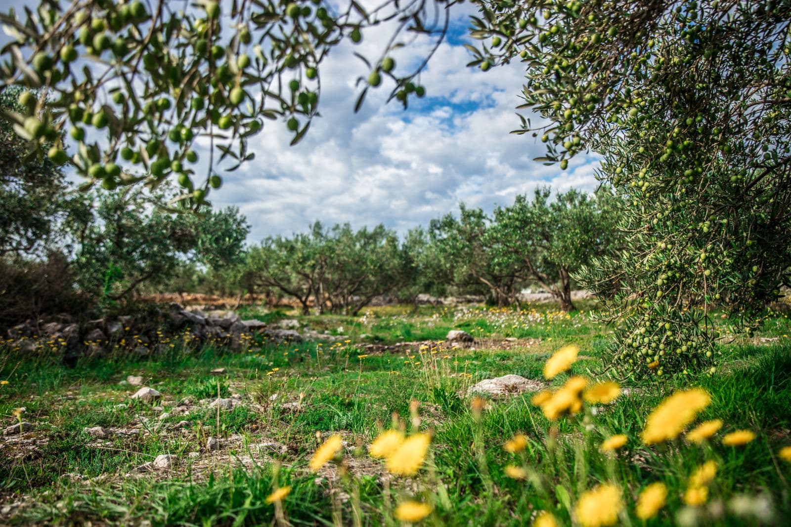 Bodrum'da Zeytin Hasadı ve Zeytinyağı Rehberi