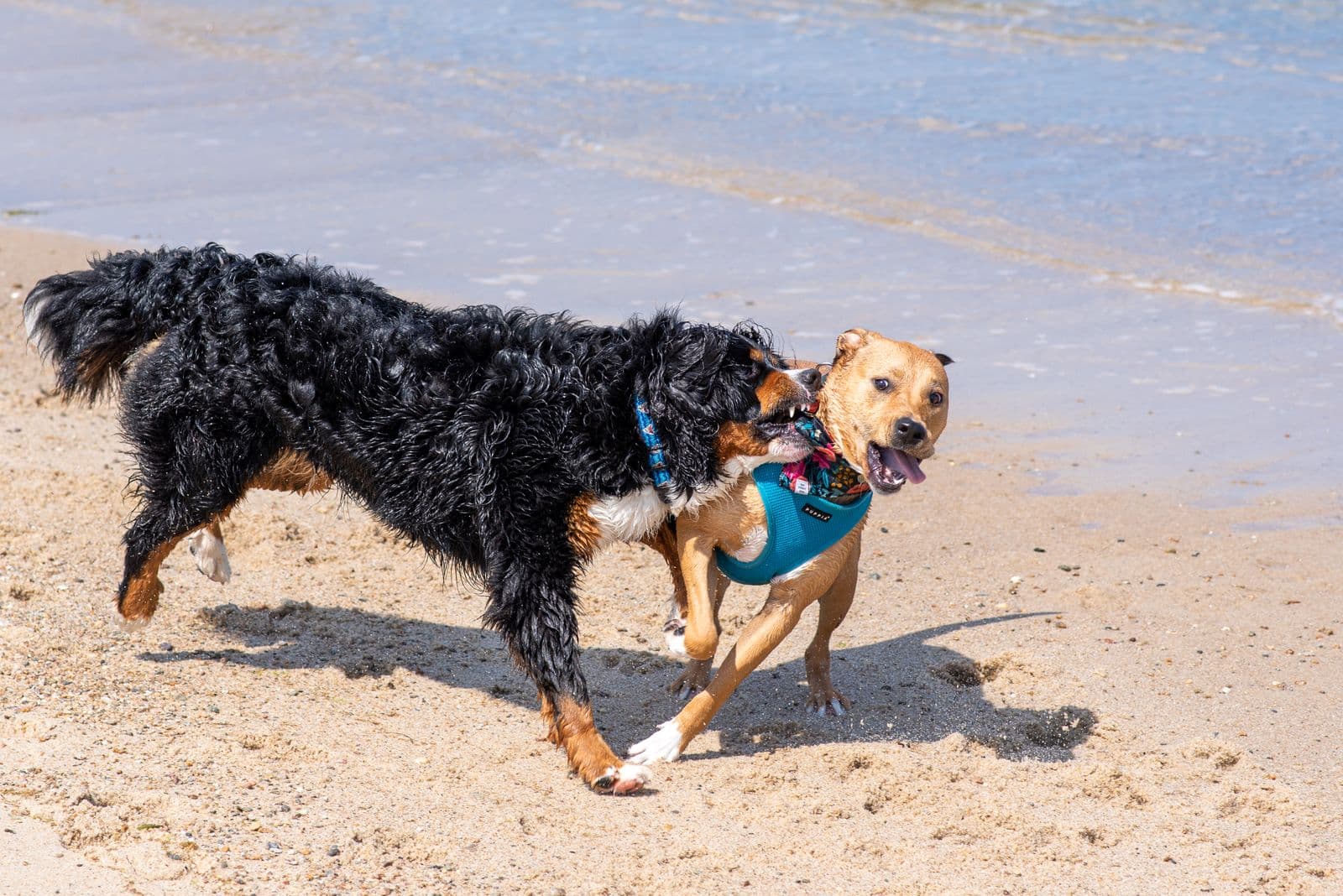 Sahilde köpeğiyle yürüyen tatilci
